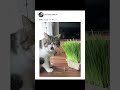 おっさんの後頭部にしか見えない猫様・・・