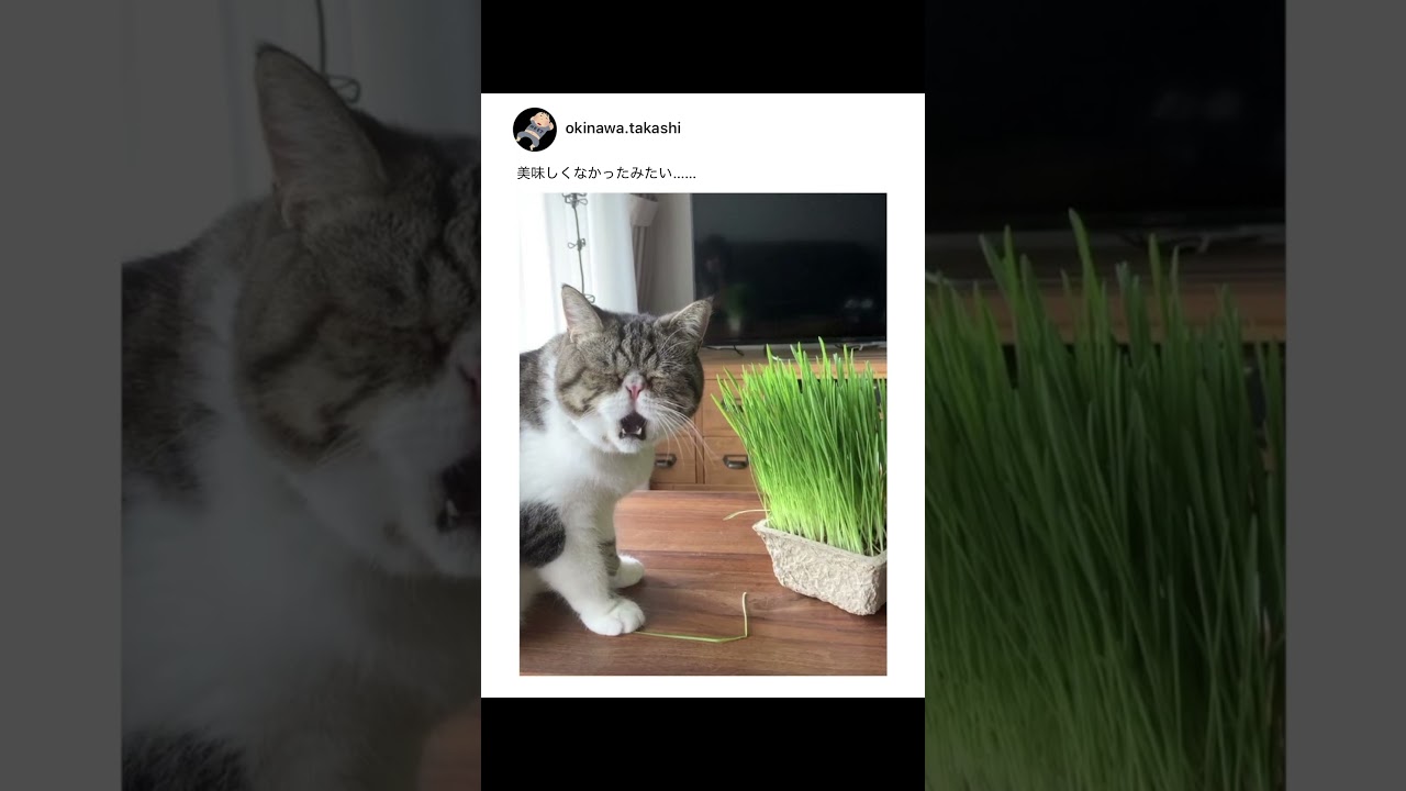 おっさんの後頭部にしか見えない猫様・・・