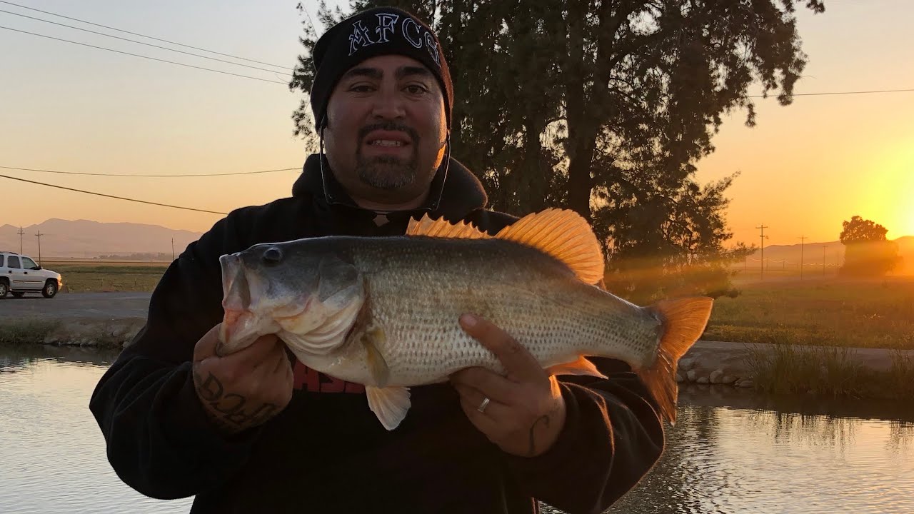 5lbs 7oz Largemouth Bass In Los Banos California