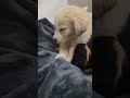 URGENT: 2 6-Week-Old Pups Covered In Maggots, Vomiting And Passing Worms, Rushed To ER[STORY BELOW]