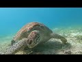 Snorkeling with a sea turtle in Salt Pond Bay, St. John, USVI