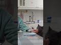 the kitten playing phone