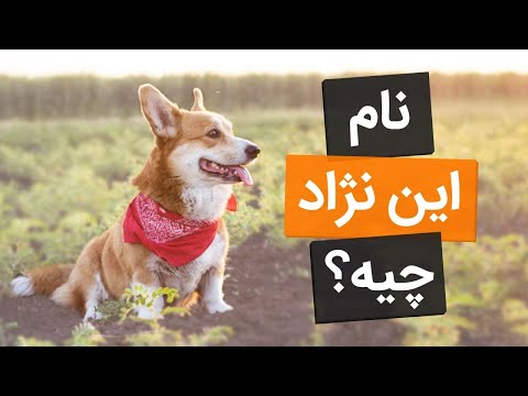 تصویری: ویژگی های نژاد کوچک Chihuahua چیست