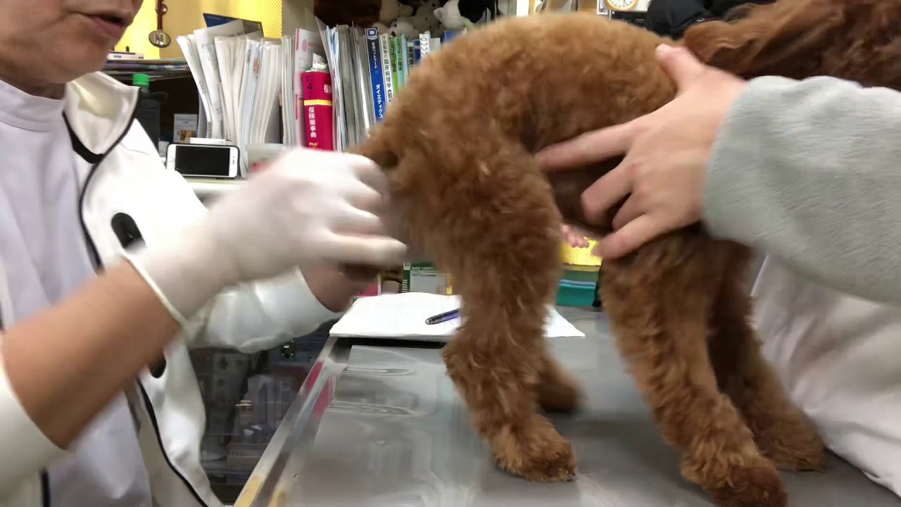 ①お尻を気にする、9ヵ月齢、トイプードルのエマちゃんの診察、膣炎、治療