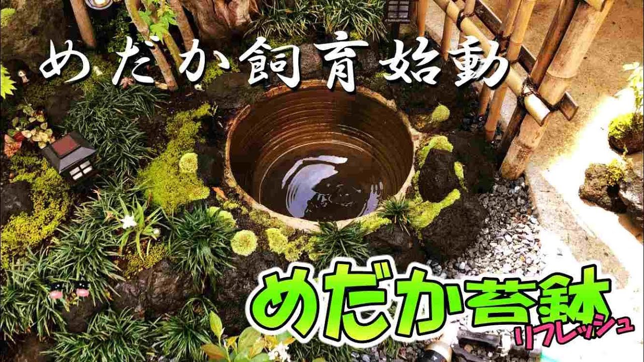 めだか飼育】めだか池をリセットしました！My small garden. - YouTube