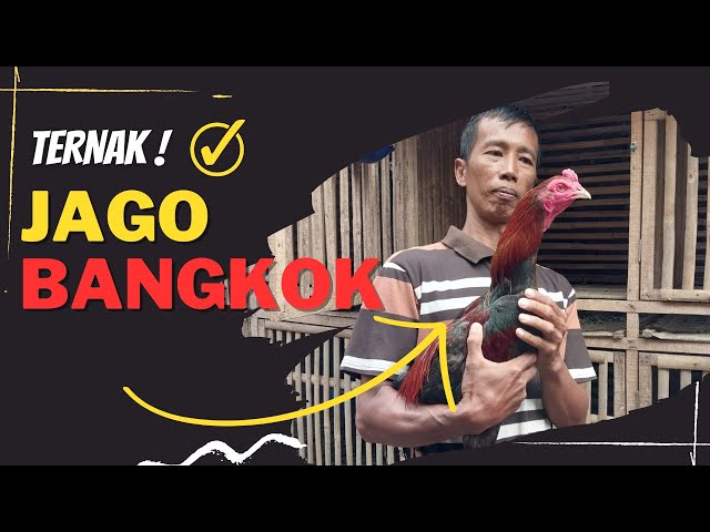 10 Tahun Ternak Ayam Bangkok Skala Rumahan