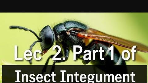 Insect Integument 🐝.. "The ultimate protection", it