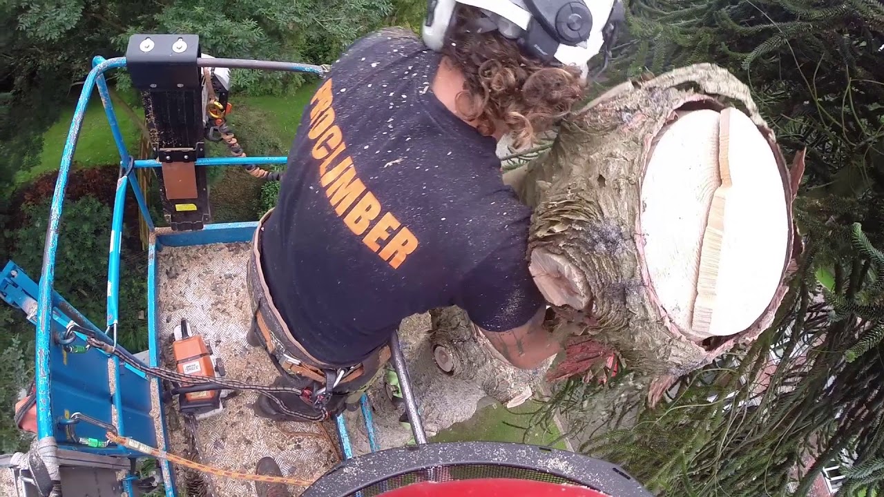 Monkey Puzzle Dismantle RAW
