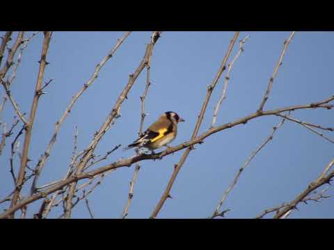 Καρδερίνα  Carduelis