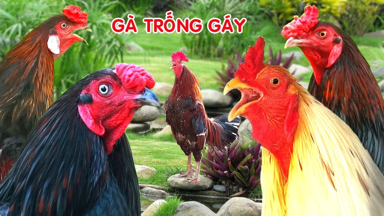 Gà Gáy Đón Bình Minh/ Tung Vlog