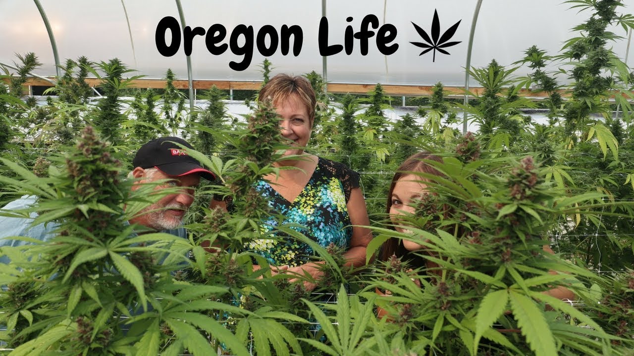 Touring an Oregon Cannabis Farm with my Parents!!! YouTube