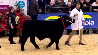 Bustach Du Cymreig - Dosbarth 1 | Welsh Black Steer - Class 1