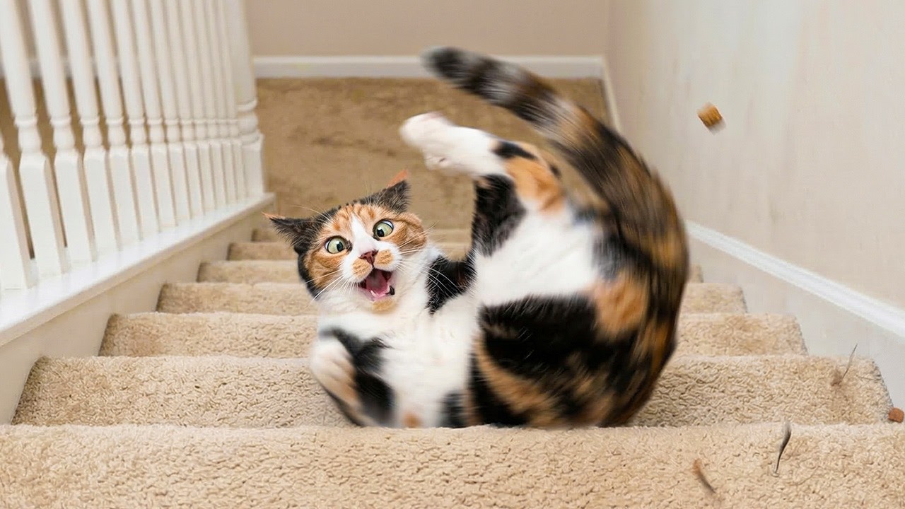 EPIC FAILS: Clumsy Cats Falling and Slipping 2026 - YouTube