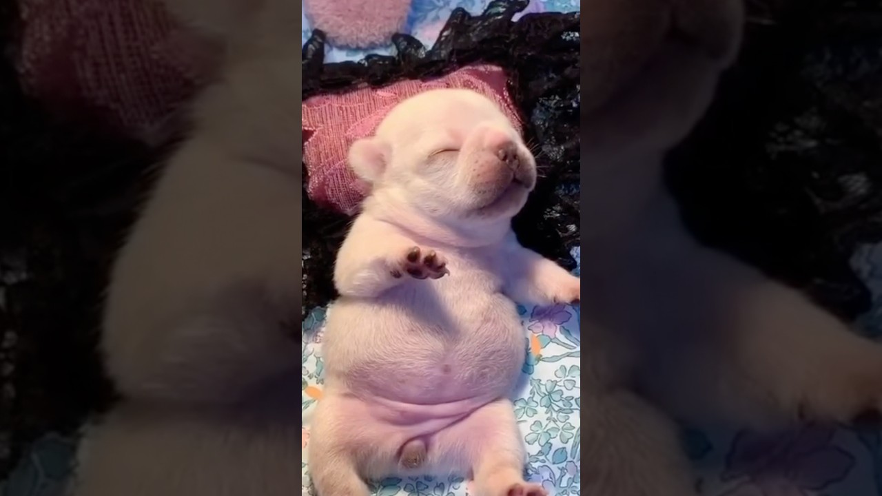 the way pibble sleeps aww