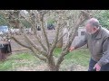 How to prune figs in a cool climate for first (breba) crop fig production