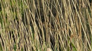 “Warbler perches on a reed in the reed bed then flies away 🐦”
