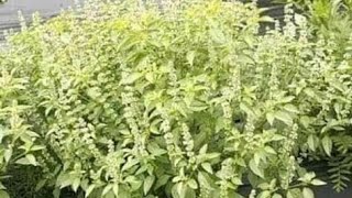 maajabu ya mti wa Kivumbasi hutoamini utajiri njenje/mapenz/biashara