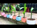 Cách nhân giống cây trong vườn nhà | Night Blooming Cereus | Epiphyllum