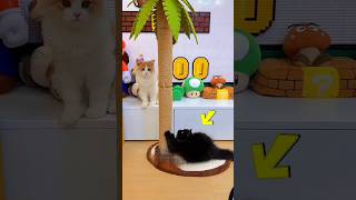 A ghost is chasing a black cat 😍