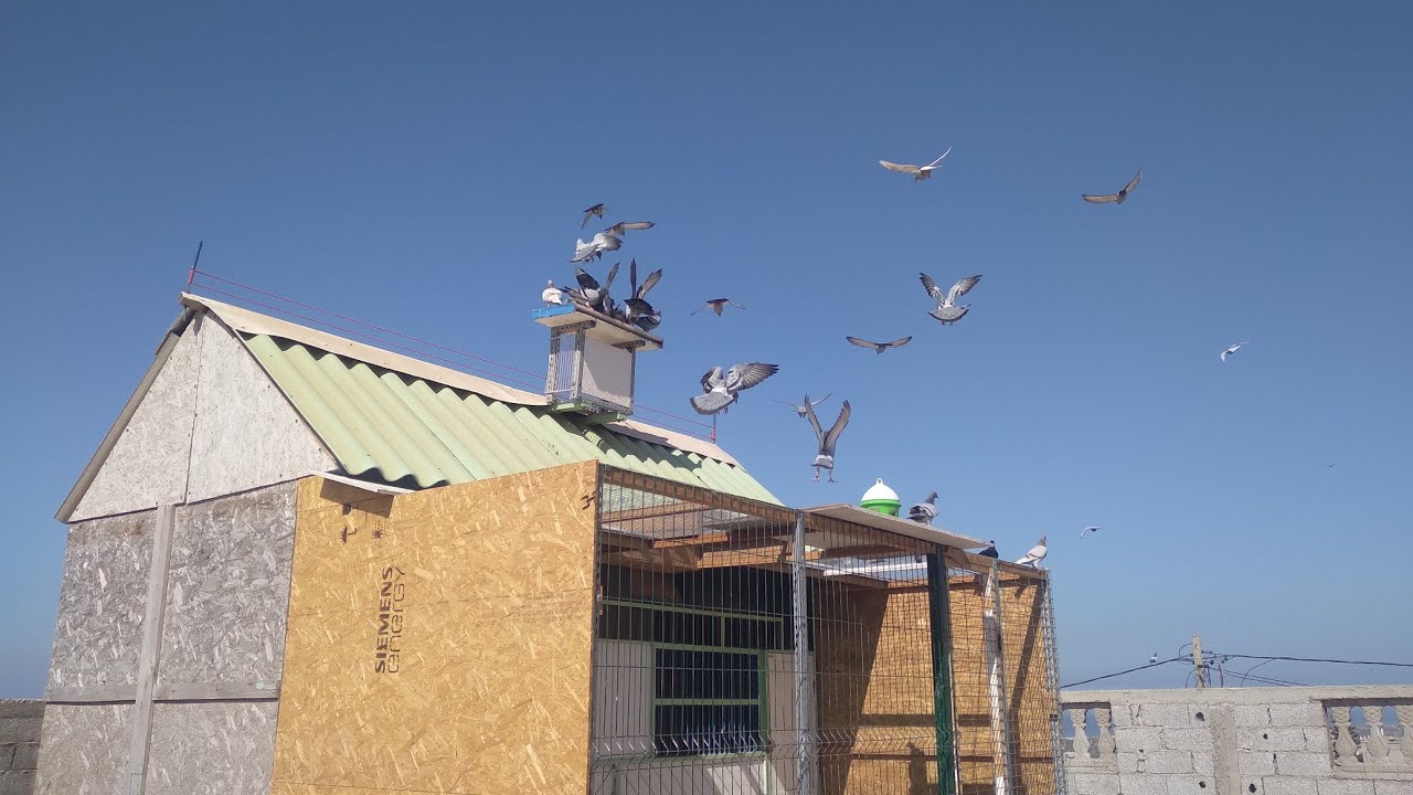 عودة بعد غياب طويل 🪶🕊🪶🕊أجيو تولعو نشوفو فين واصلين