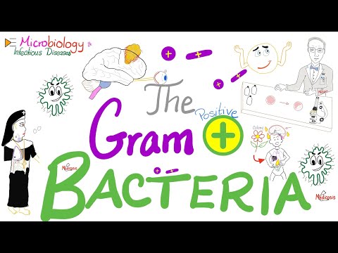 Video: Zijn Gram-positieve bacteriën besmettelijk?