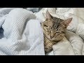 どうしてもパパの側で寝たい猫とトイレに行きたいパパの攻防戦!