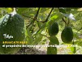 Aguacate hass: el propósito de impulsar exportaciones en 2026 - TvAgro por Juan Gonzalo Angel