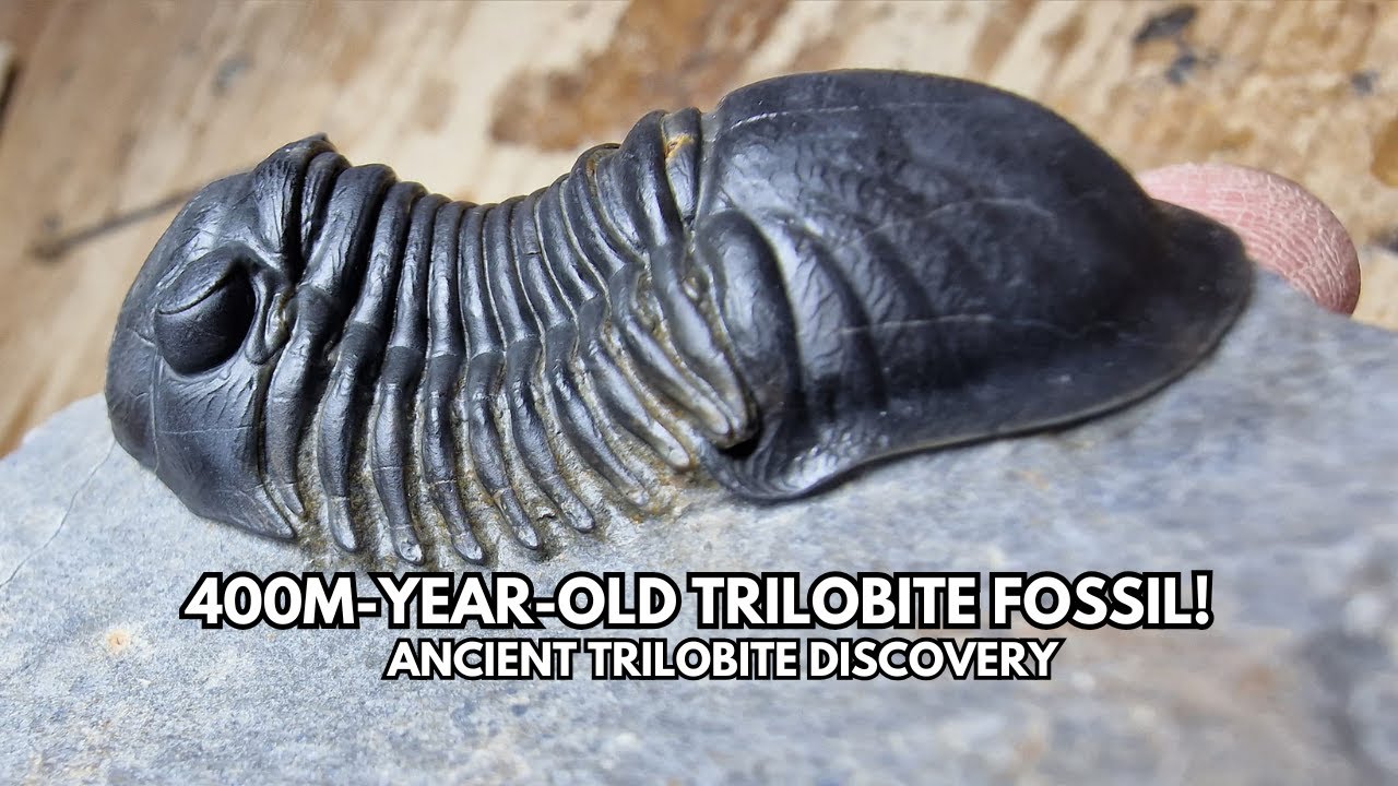400-Million-Year-Old Paralejurus Trilobite Fossil! | Devonian Sea Predator Revealed