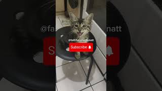 Subscribe for more cute cat videos❣️#shortsviral #kucinggemes #kucinglucu #kucingimut #kucingcomel