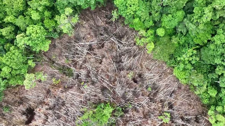 Drone flyover of deforestation in the Amazon rainforest
