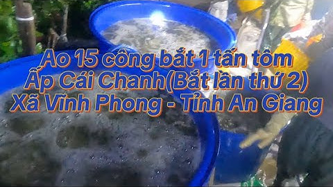 Ao 15 công bắt 1 tấn tôm càng lúc 3 giờ sáng (bắt lần 2)Ấp Cái Chanh - Xã Vĩnh Phong - Tỉnh An Giang