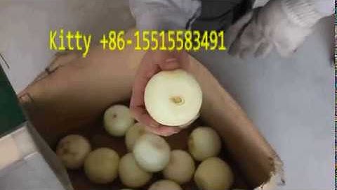 Automatic onion root cutting machine | onion stem cutting machine