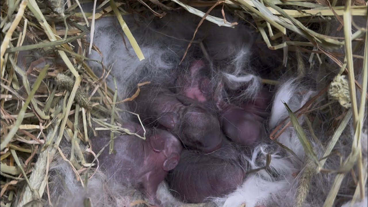Drama Llama & Natsume Holland Lop Litter