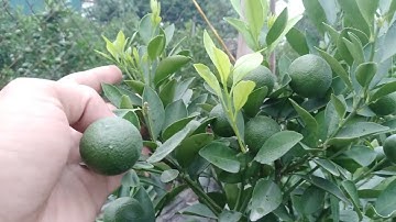 quất tết đẹp năm 2023,quất cảnh đẹp giá 450k,