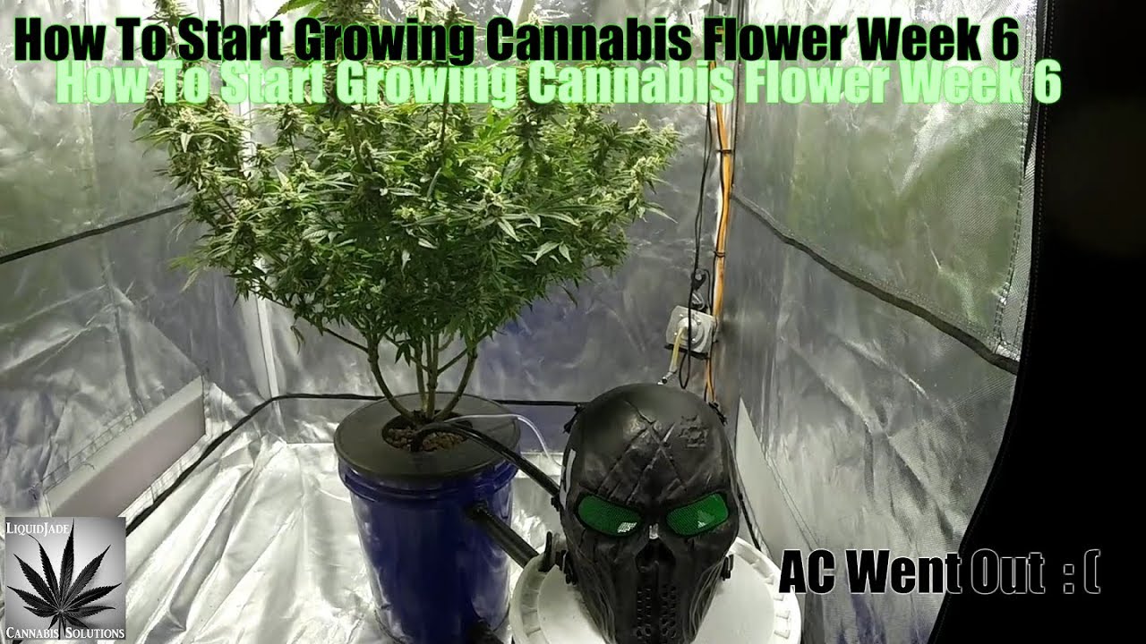 How To Start Growing Cannabis Flower Week 6