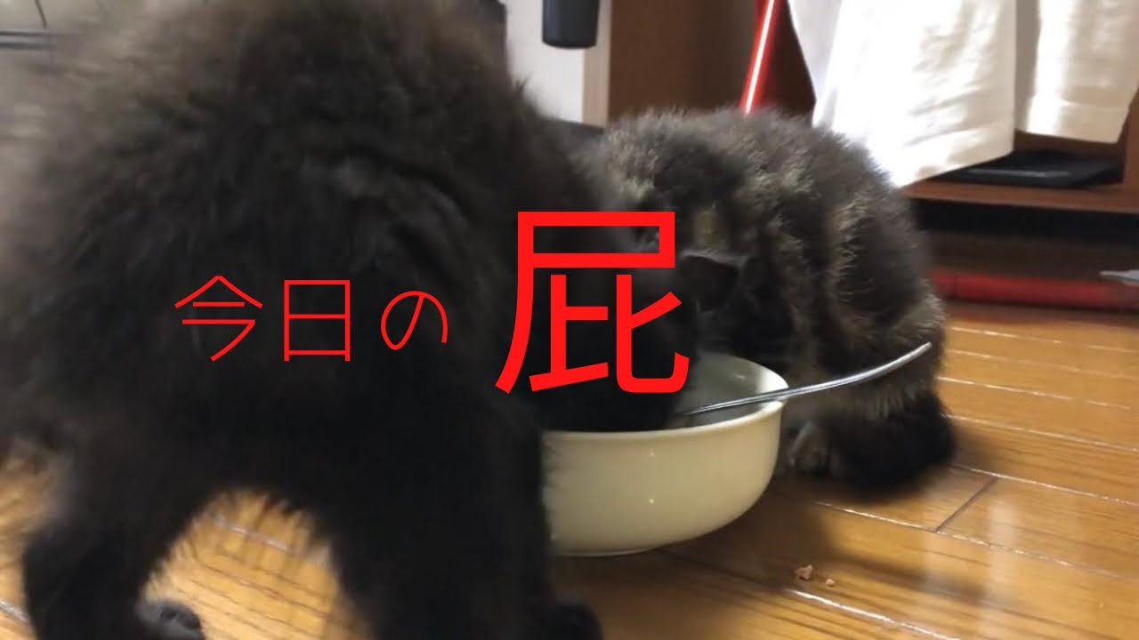 食事中にオナラをする猫ちゃん Youtube