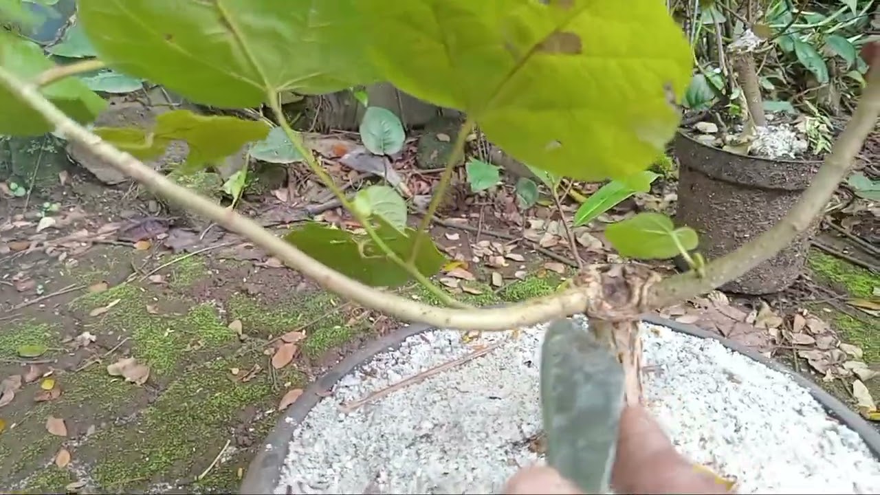 Lanjutan kesan tua waru lokal @nurbonsai #belajar #bonsai #bonsai waru 