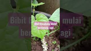 Bibit binahong mulai bercabang (maksudnya Brotowali..)