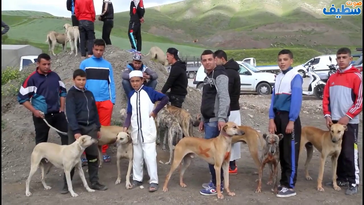 سباق السلوقي الاصيل ببني فودة، أكثر من 100 سلوقي  في المضمار  و حضور قوي للجمهور.