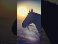 جعفر الطيار قصة الصحابي الجليل الذي يطير في الجنة جناحين