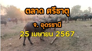 ราคาควายวันนี้ ที่ตลาดศรีธาตุ จ.อุดรธานี วันที่ 25 เมษายน 2567 | ฟาร์มมงคลชัย