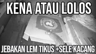 Download lagu DETIK DETIK TIKUS TERJEBAK LEM !! CARA MUDAH BUAT JEBAKAN TIKUS  EPS 05