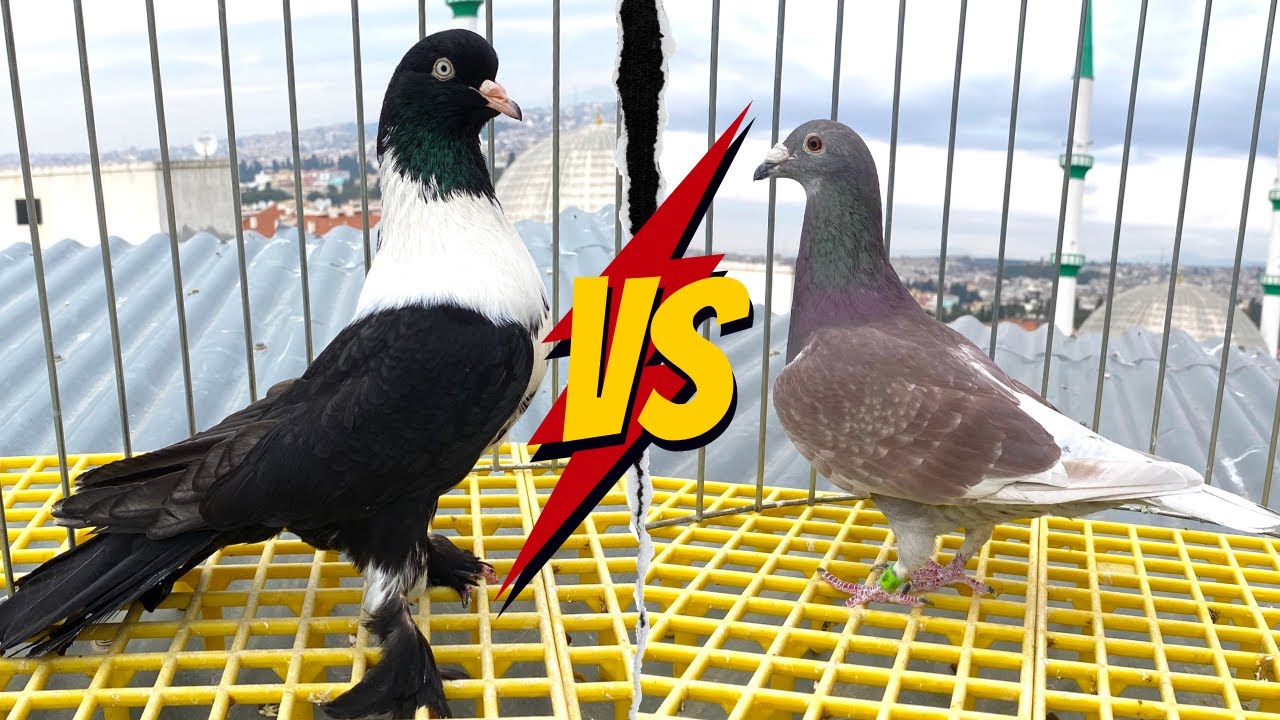 Türkiye'nin En Büyük Saya Güvercini ve Yeni Yarış Güvercinleri Ahmet Üzgün Kümes Ziyareti II