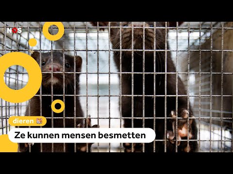Nertsen gedood omdat ze corona kunnen verspreiden