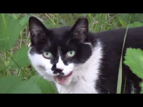 A cute <strong>tuxedo</strong> cat eating something deliciously...Jeonju  ...全州市... KOREA