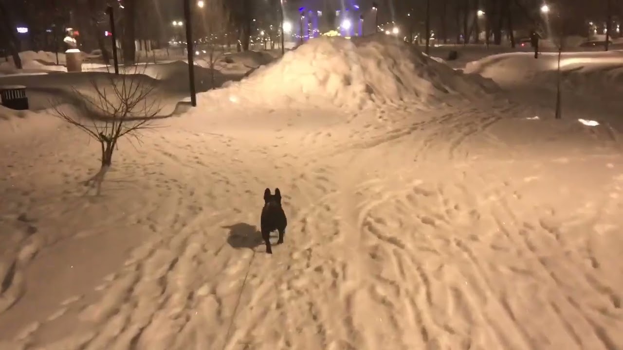 Счастливая жизнь БУЛЬДОГА #viphit #dogtrekking #healthydog #frenchbulldog