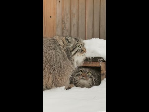 Pallas's cats are