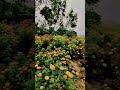 #flowerphotography #song #music #hindisong #ashu #pratapgarh