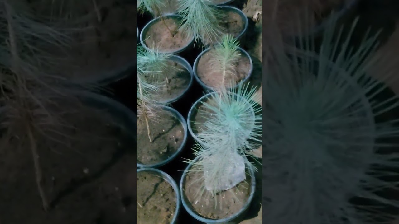 'pine' plant,cheed ka paudha 