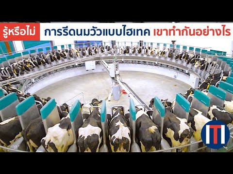 วีดีโอ: เครื่องรีดนมวัว. เครื่องรีดนมในครัวเรือนสำหรับวัว: บทวิจารณ์ราคา